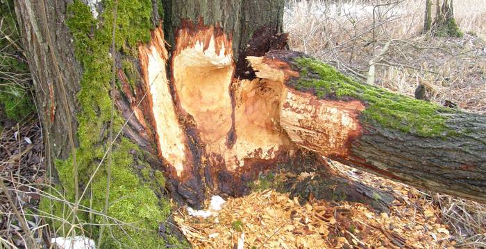 Nagespuren eines Bibers an einem Baum