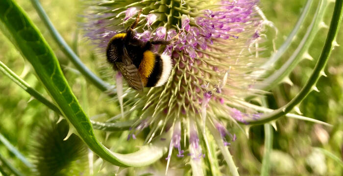 Biodiversitätsinitiative